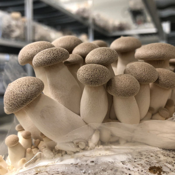 King Oyster Mushroom Spawn (Pleurotus eryngii)