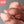 Load image into Gallery viewer, Pink Oyster Mushroom Spawn (Pleurotus djamor)
