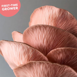 Pink Oyster Mushroom Spawn (Pleurotus djamor)