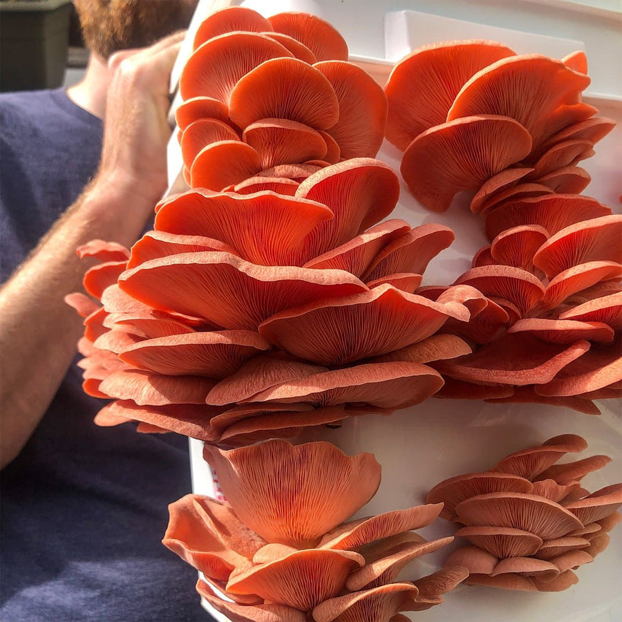 Pink Oyster Mushroom Spawn (Pleurotus djamor)