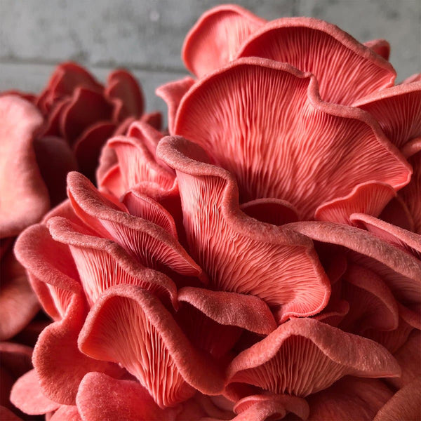 Pink Oyster Mushroom Spawn (Pleurotus djamor)