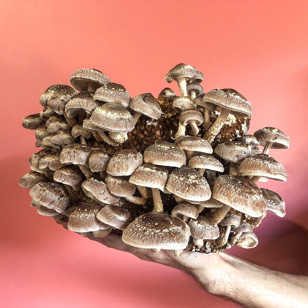 Shiitake Mushroom Spawn (3782)