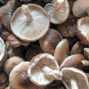Shiitake Mushroom Spawn (3782)