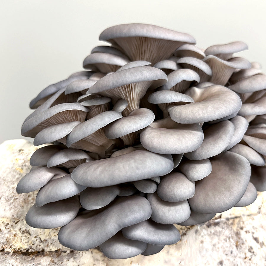 Silver Shimeji Mushroom Spawn (Pleurotus ostreatus)