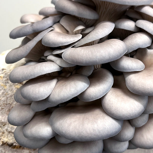 Silver Shimeji Mushroom Spawn (Pleurotus ostreatus)