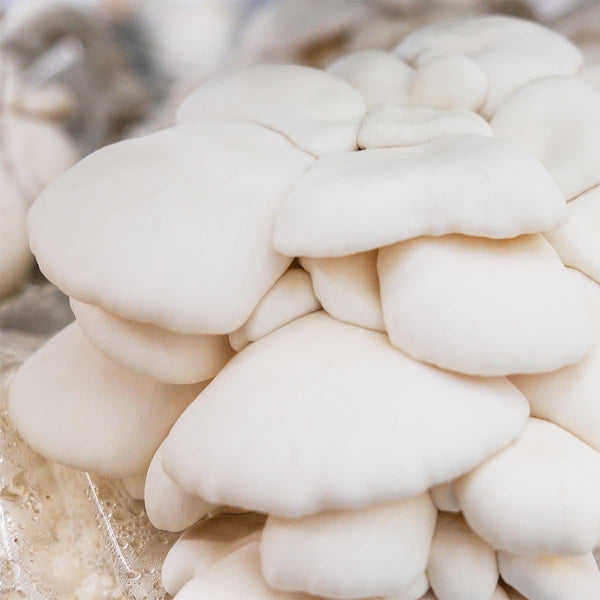 Snow White Oyster Mushroom Spawn (Pleurotus ostreatus)