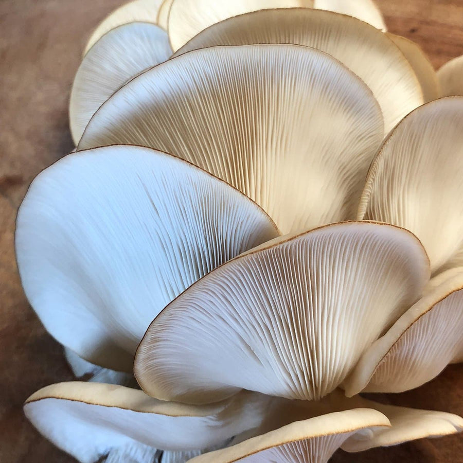 Warm White Oyster Mushroom Spawn (Pleurotus ostreatus)