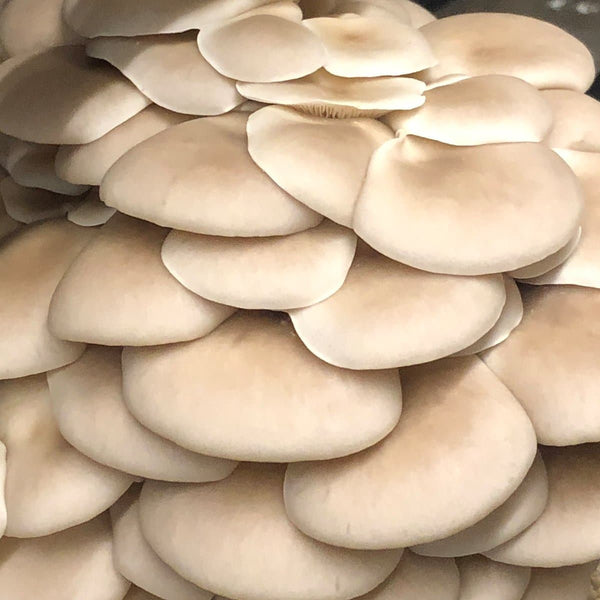 Warm White Oyster Mushroom Spawn (Pleurotus ostreatus)