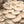 Load image into Gallery viewer, Warm White Oyster Mushroom Spawn (Pleurotus ostreatus)
